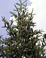 バルサムモミ Abies balsamea