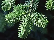 枝を隠すほど葉が密に付く種もある A. mariesii