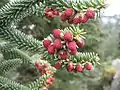 群生する雄花 A. pinsapo