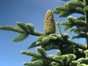 モミ属 Abies procera