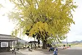 駅前にある紅葉したイチョウの大木