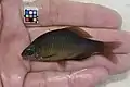 特に黒味の強いオス