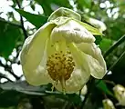 'パトリシア' （'Patricia'）