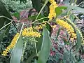 熱帯モリシマアカシア(Acacia auriculiformis)