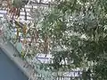 結実した本種。その形状からマメの仲間であることがよく分かる。