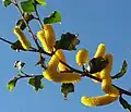 サンドペーパー・ワトル(Acacia denticulosa)