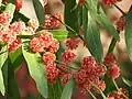 スカーレット・ブレイズ(Acacia leprosa)