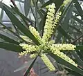 シドニーピクナンサアカシア(Acacia longifolia)