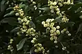 ブラックウッド (Acacia melanoxylon)