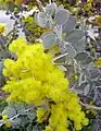 クイーンズランドフサアカシア(Acacia podalyriifolia)