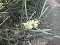 スウィート・ワトル、別名スウィートセンテッド・ワトル (Acacia suaveolens')