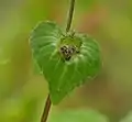雌花の拡大像