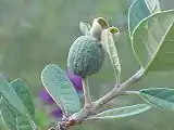 結実初期の果実