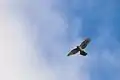 飛翔する本種（高解像度版で個体の細部を確認可能）