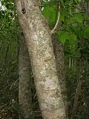 樹皮