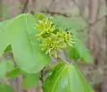 コブカエデ(ムクロジ科)の雌花は仮雄蕊をもつ。