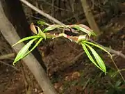 葉の芽だし