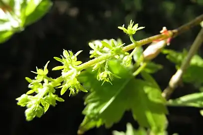 雌花序