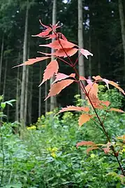 紅葉した葉