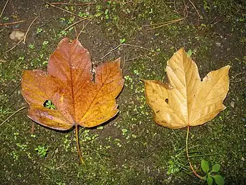 紅葉