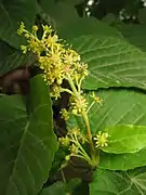花序