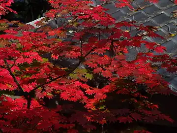 紅葉する大覚寺のハウチワカエデ