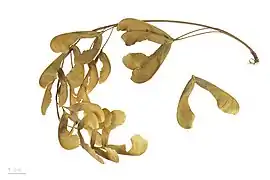 葉