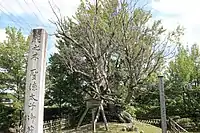 指定木は樹勢が衰えている。