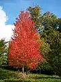 アメリカハナノキ Acer rubrum