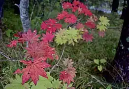 紅葉