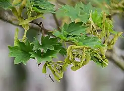 果実