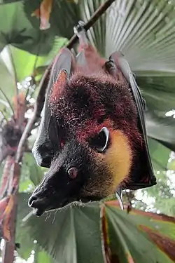 フィリピンオオコウモリ