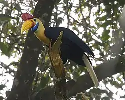 アカコブサイチョウ