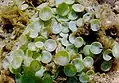 カサノリ属の1種 (カサノリ科)