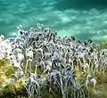 カサノリ属の1種 (カサノリ科)