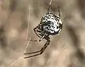 リュウキュウヒメグモ