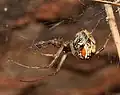Achaearanea lunata・ヨーロッパ産