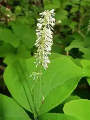 花弁はない。雄蕊は多数あり、花糸はへら形で、長さは長短不ぞろい。雌蕊は1個あり、短い。