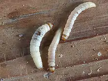 ブドウ虫の代わりに使われているメイガ科のコハチノスツヅリガ（Lesser Wax Moth）の幼虫ワックスワーム （Waxworm）