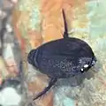 夜叉ヶ池の中を泳ぎ回るヤシャゲンゴロウ