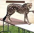 キングチーター
