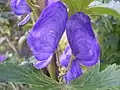 かぶと状花冠(トリカブトの一種)
