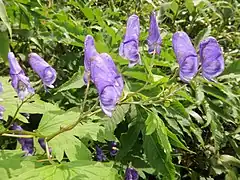 花は総状花序につき、3-4個つく。花弁にみえるのは萼片で、上萼片1個、側萼片2個、下萼片2個の5個で構成される。上萼片の前方の嘴は長い。