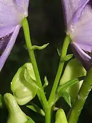 左の写真の花柄部分の拡大。花柄は無毛で、中部に対になった狭楕円形の小苞がある。