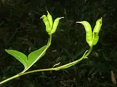 果実は袋果になり、斜開する。