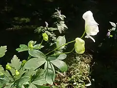 花が黄白色のものもある。