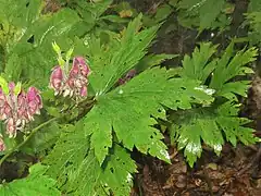 葉は五角形状腎円形で、3深裂または3全裂し、裂片は羽状に中裂する。