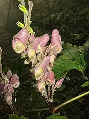 花は花序の上部から下部に向かって開花する。側萼片が緑色をおびる。