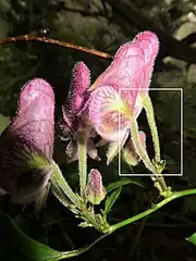 花弁にみえるのは萼片で、上から、上萼片1個、側萼片2個、下萼片2個の5個で構成される。萼片外面に開出毛が生える。上萼片の前方の嘴は長くとがる。白色の四角形を右写真に拡大。