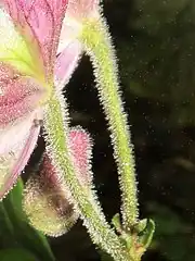 左の白色の四角形の拡大。花柄に開出毛と腺毛が生える。